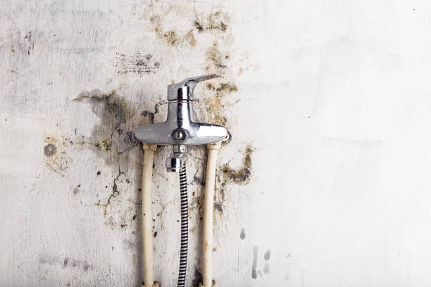 Office Mold Removal Services in Gregory, TX