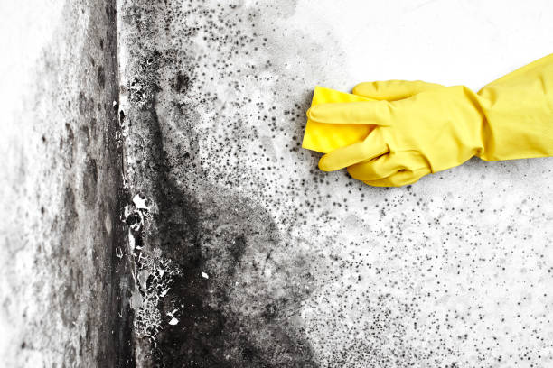 Best Black Mold Removal  in Gregory, TX