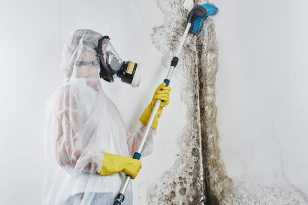 Best Mold Removal Company Near Me  in Gregory, TX