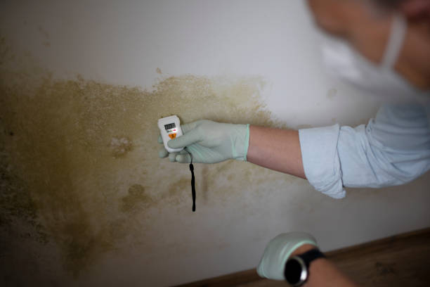 Best Mold Cleaning Services  in Gregory, TX