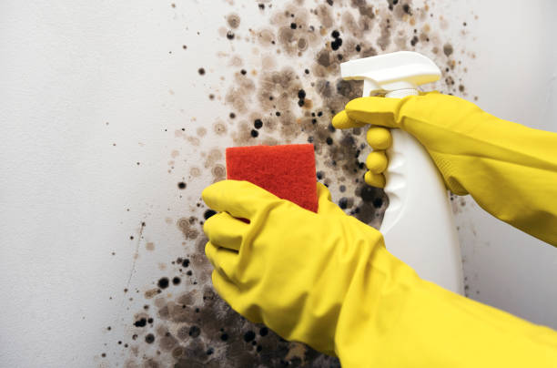 Reliable Gregory, TX Mold Removal Solutions
