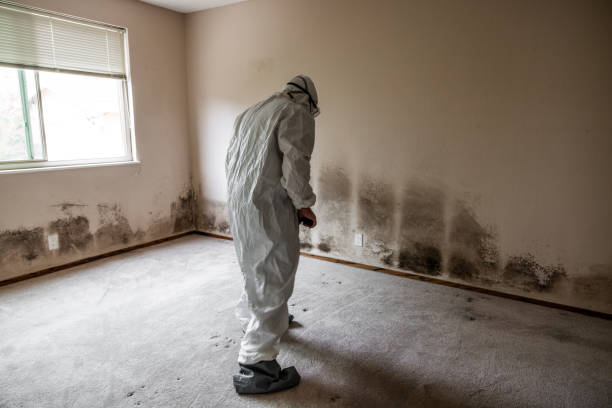Best Mold Remediation  in Gregory, TX