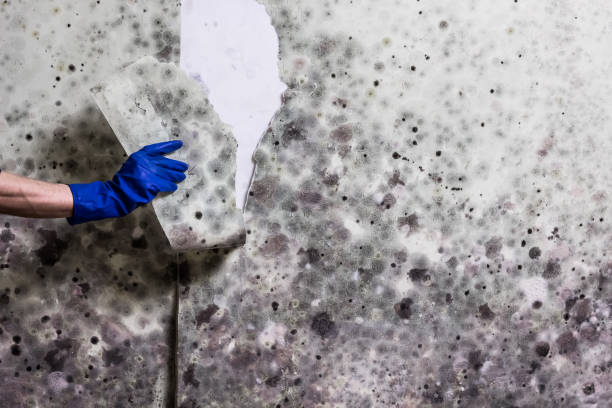 Best Toxic Mold Removal  in Gregory, TX
