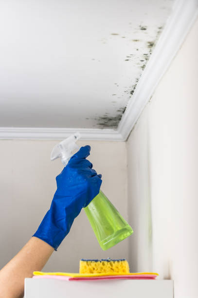 Best Emergency Mold Removal  in Gregory, TX